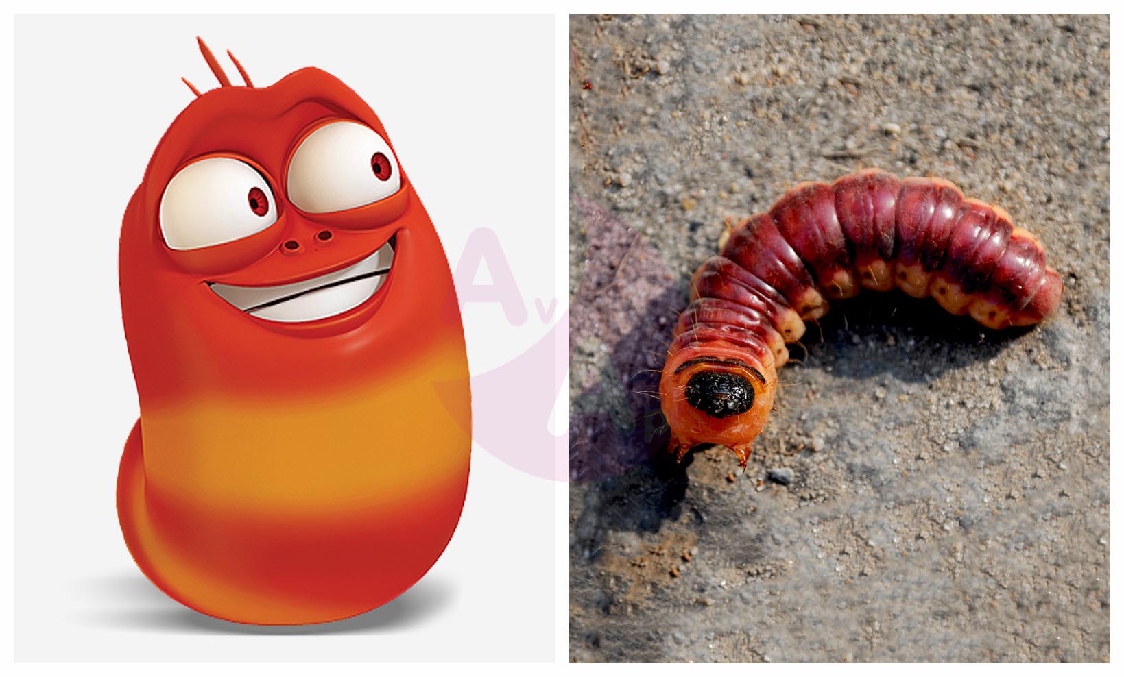 Larva En La Vida Real Larva Serie De Animaci N P Gina Antes Y Despu S