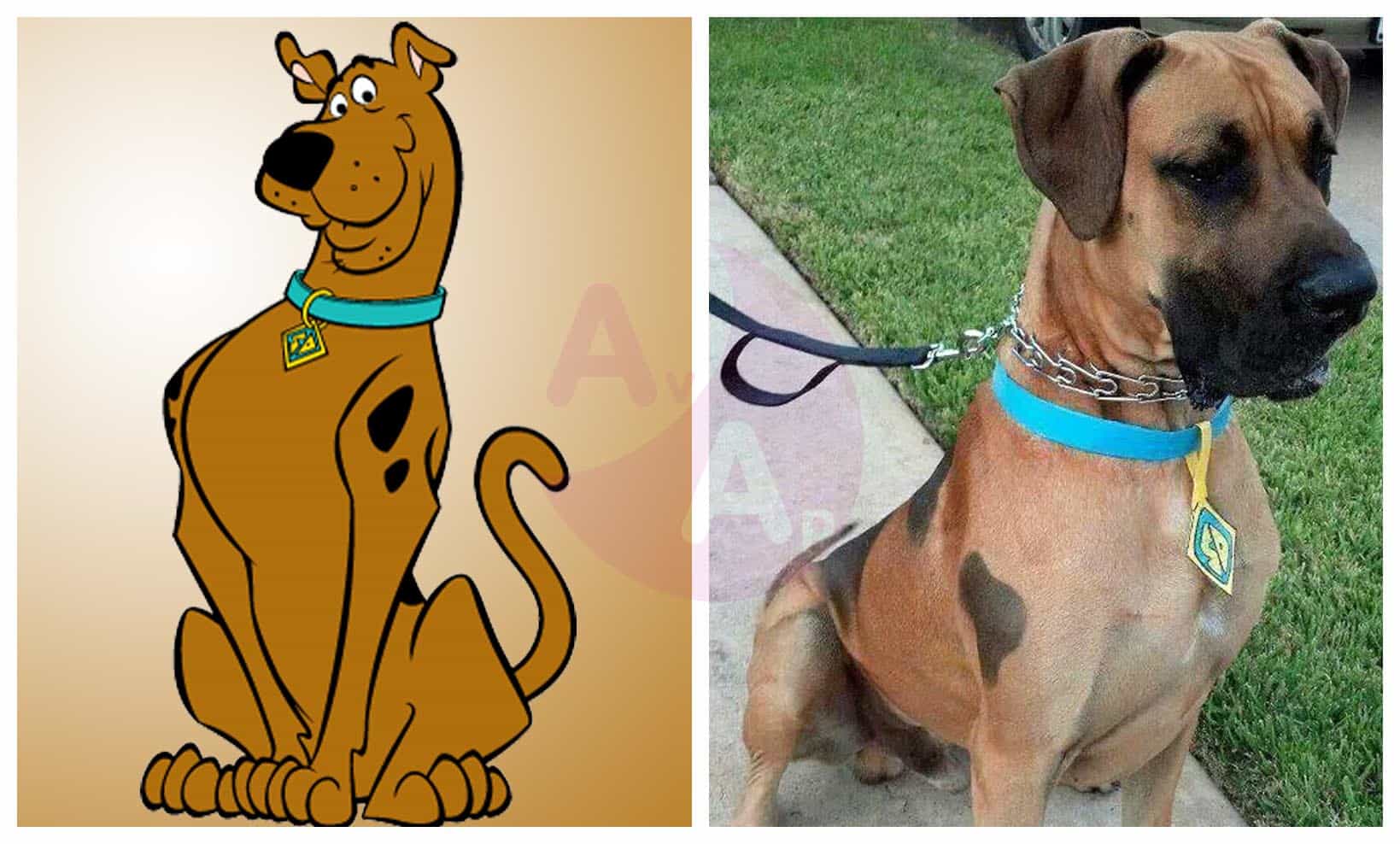 scooby doo life size