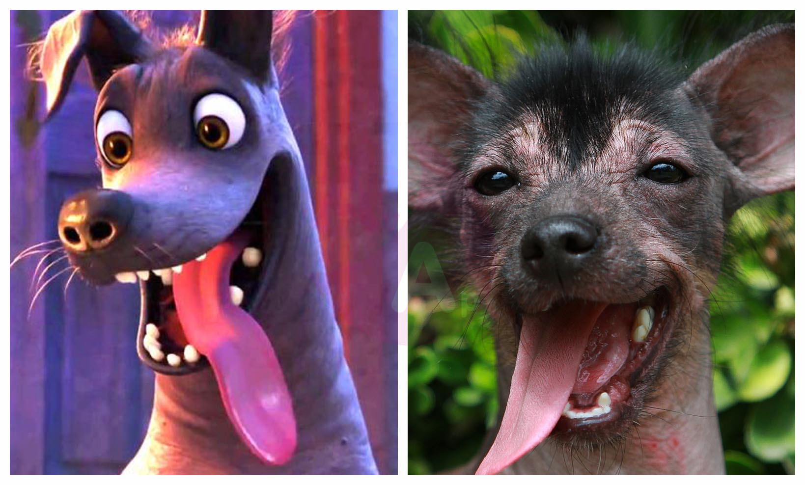 Coco dans la Vie Réelle 2017 (Coco film d’animation 3d) Page 5