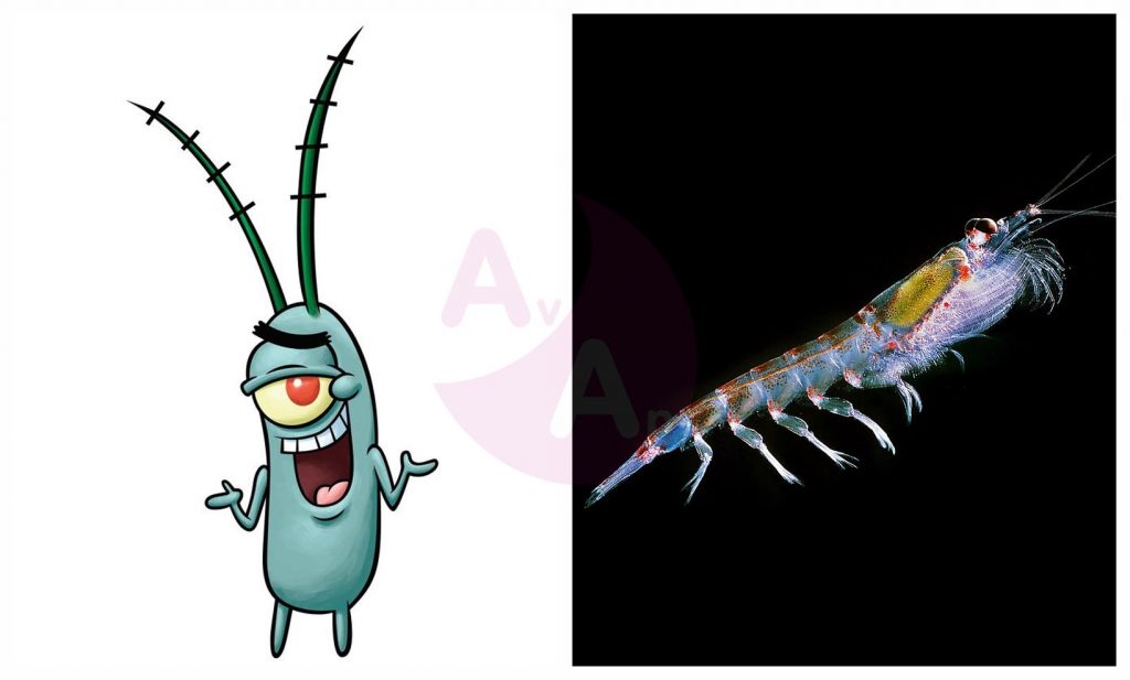 Bob Esponja: ¿qué animal de la vida real es Plankton?