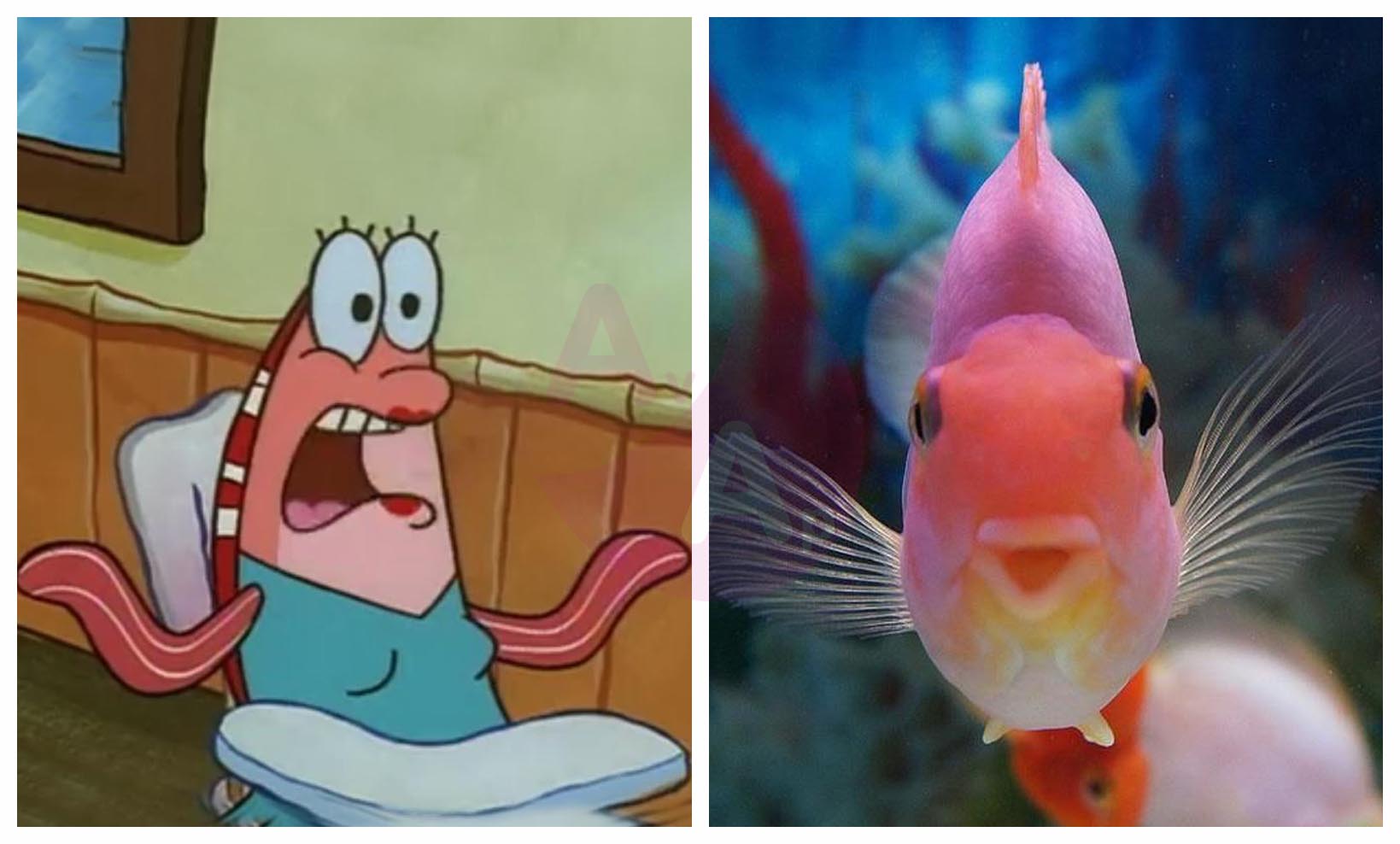 SpongeBob SquarePants in real life Characters (SpongeBob SquarePants animated movie & series