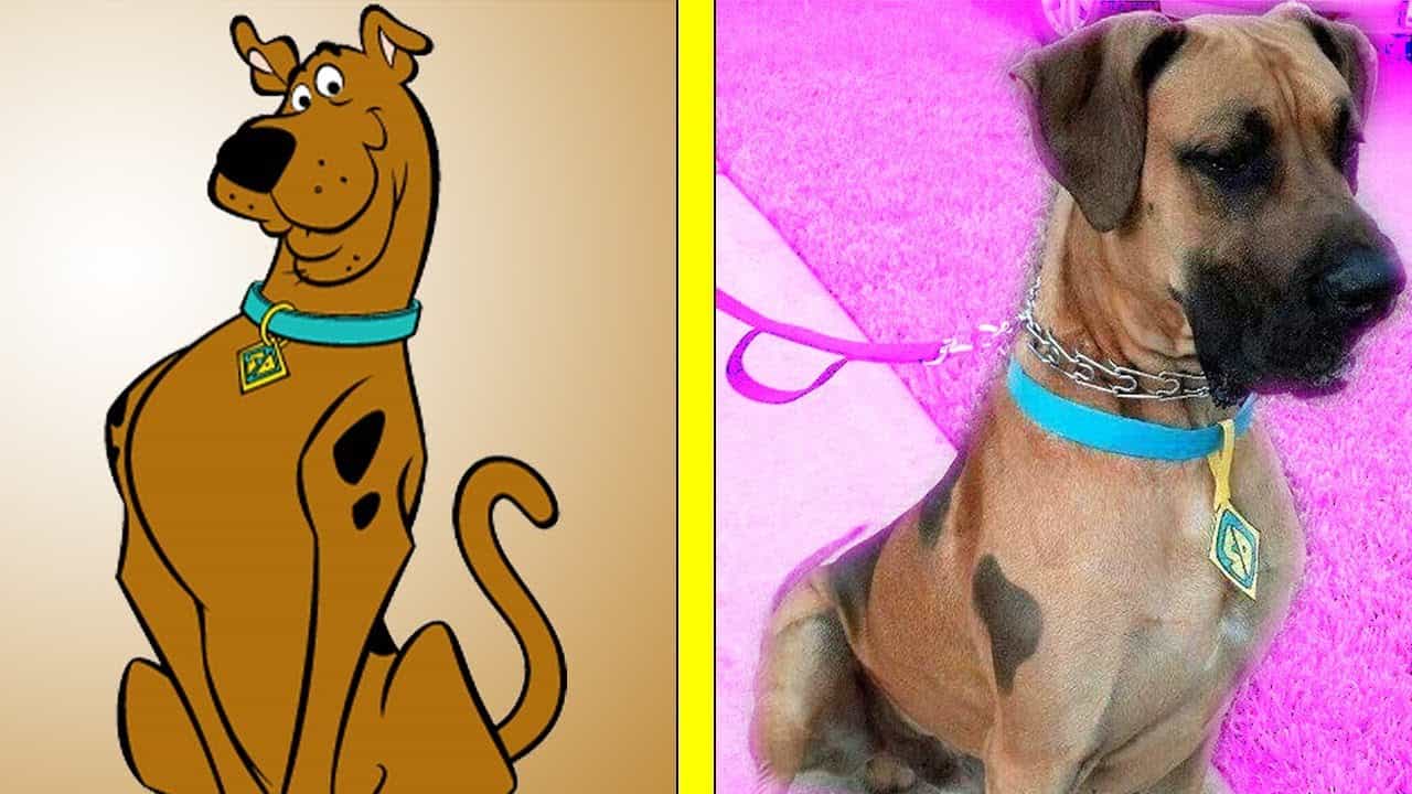 Scooby Doo En La Vida Real Antes Y Después