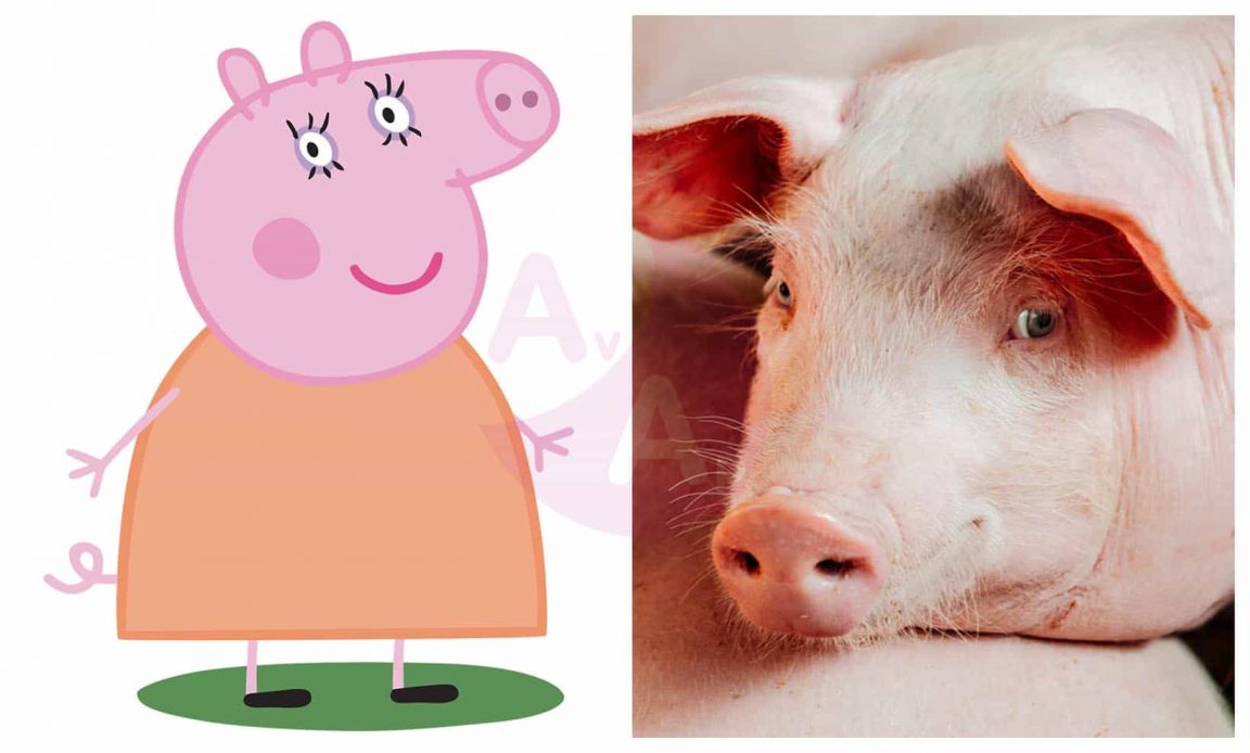 Peppa Pig in Real Life Characters Before and After
