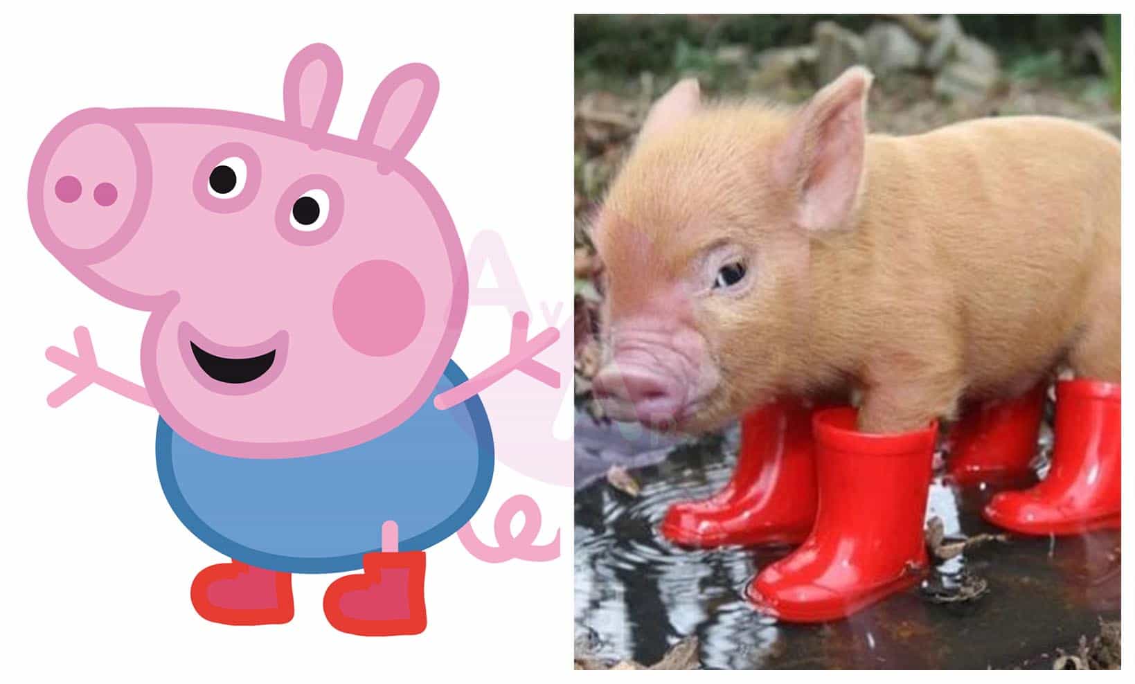 La Vraie Photo De Peppa Pig Peppa Pig dans la Vie Réelle – Avant et Après
