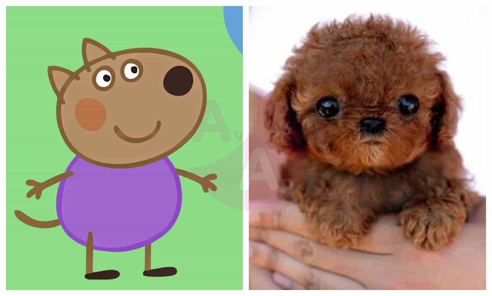 Peppa Pig in Real Life Characters Page 3 Before and After